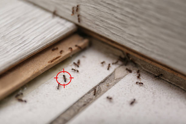 Trusted North Cape May, NJ Pest Control Experts