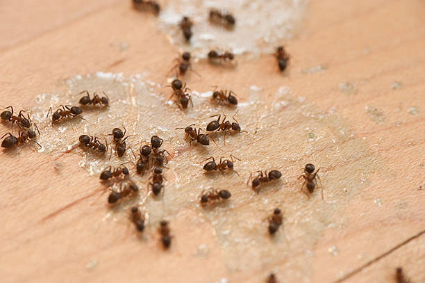 Best Commercial Pest Control Services  in North Cape May, NJ