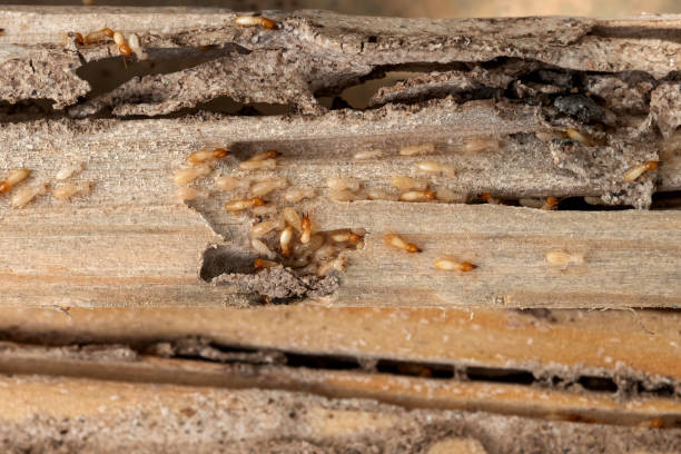 Best Emergency Pest Control  in North Cape May, NJ